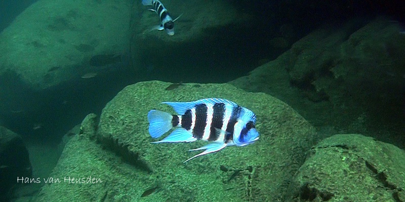 Cyphotilapia gibberosa 'Mvuna Island'